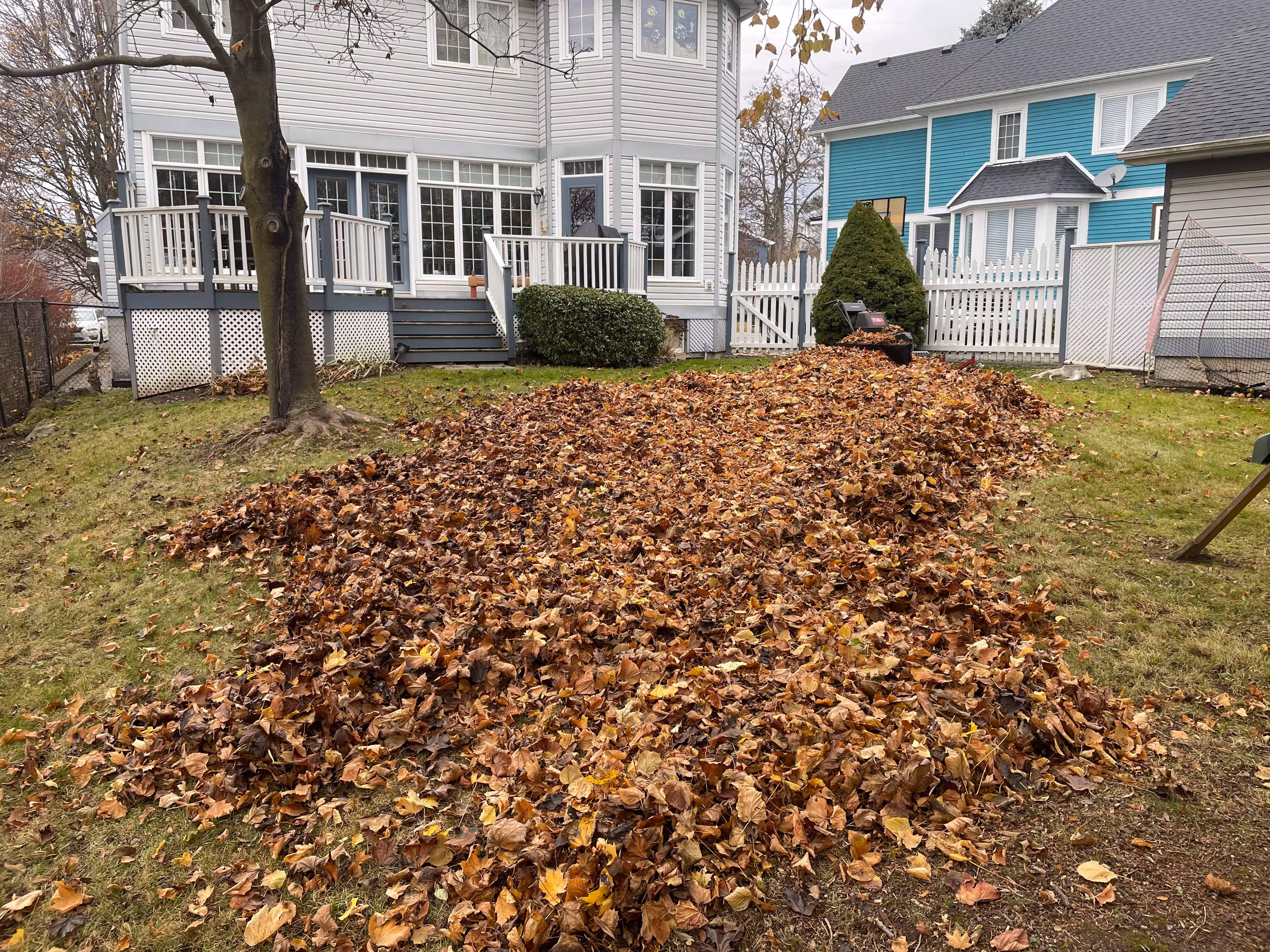 Professional cleanup service removing leaves and debris from residential property